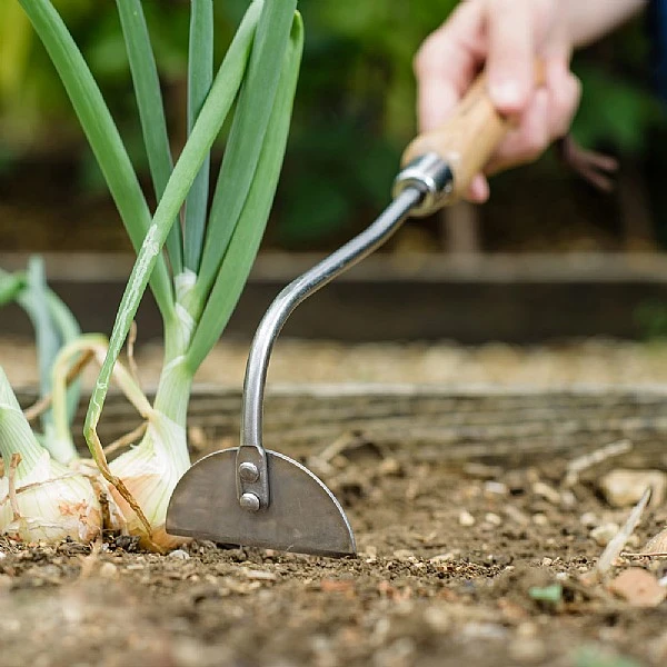 Kent & Stowe Stainless Steel Hand Onion Hoe 4 Kent & Stowe Stainless Steel Hand Onion Hoe - Image 2