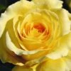 Sommergold Climbing Rose 4L Pot -PlantEra Shop 1046877