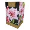 Amaryllis Elvas Indoor Growing Kit 2 Amaryllis Elvas Indoor Growing Kit -PlantEra Shop 1053337