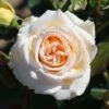Timeless Cream Hybrid Tea Rose 3L -PlantEra Shop 1083834