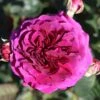 Timeless Purple Hybrid Tea Rose 3L -PlantEra Shop 1083836