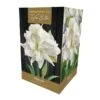 Amaryllis Marilyn 2 Amaryllis Marilyn -PlantEra Shop 1094564