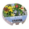 Wild Blooms Ready To Play Tray 38cm (45 Bulbs) 2 Wild Blooms Ready To Play Tray 38cm (45 Bulbs) -PlantEra Shop 1160816