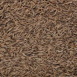 Henry Bell Mealworm For Wild Birds 1kg 7 Henry Bell Mealworm For Wild Birds 1kg -PlantEra Shop 1161352 1