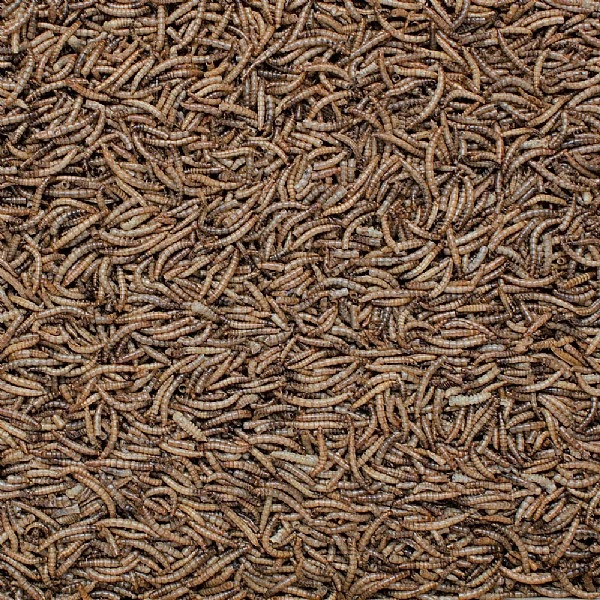 Henry Bell Mealworm For Wild Birds 1kg 4 Henry Bell Mealworm For Wild Birds 1kg - Image 2
