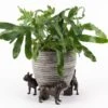 Jardinopia Plant Pot Feet Bronze French Bulldog 2 Jardinopia Plant Pot Feet Bronze French Bulldog -PlantEra Shop 1177301