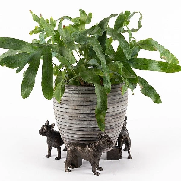 Jardinopia Plant Pot Feet Bronze French Bulldog 3 Jardinopia Plant Pot Feet Bronze French Bulldog