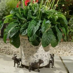 Jardinopia Plant Pot Feet Bronze French Bulldog 7 Jardinopia Plant Pot Feet Bronze French Bulldog -PlantEra Shop 1177301 3