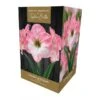 Amaryllis Cherry Blossom -PlantEra Shop 1212071