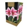Amaryllis Gervase -PlantEra Shop 1212074