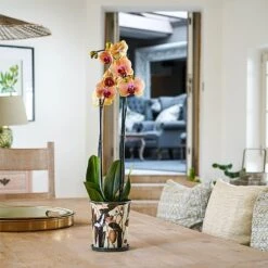 Kew Botanical Retreat Planter With Saucer 16cm -PlantEra Shop 1227745 4