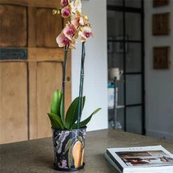 Kew Eclectic Orangery Planter With Saucer 14cm -PlantEra Shop 1227766 4