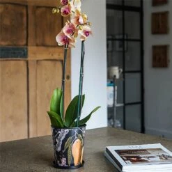 Kew Eclectic Orangery Planter With Saucer 16cm -PlantEra Shop 1227767 4