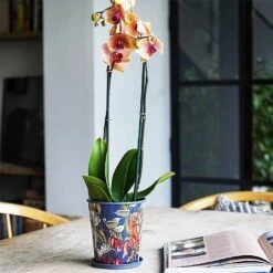 Kew Temperate House Planter With Saucer 14cm -PlantEra Shop 1227771 5