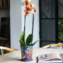 Kew Temperate House Planter With Saucer 16cm -PlantEra Shop 1227772 5