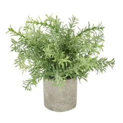Rosemary Plant Stone Pot