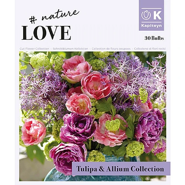 Bouquet Tulipa & Allium (30 Bulbs) 4 Bouquet Tulipa & Allium (30 Bulbs) - Image 2