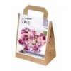 Bouquet Purple & Pink Tulipa (30 Bulbs) 2 Bouquet Purple & Pink Tulipa (30 Bulbs) -PlantEra Shop 1248853