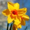 Narcissus 'Fortune' Value Net -PlantEra Shop 1248888