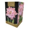 Amaryllis 'Dancing Queen' (1 Bulb) -PlantEra Shop 1248929
