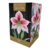 Amaryllis 'Glee' (1 Bulb) 1 Amaryllis 'Glee' (1 Bulb) -PlantEra Shop 1248930
