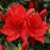 Azalea Santa Maria - 3 Ltr Pot -PlantEra Shop 129026