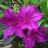 Azalea Blue Danube - 3 Ltr Pot 2 Azalea Blue Danube - 3 Ltr Pot -PlantEra Shop 16734