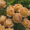 Lady Of Shalott Shrub Rose 6L -PlantEra Shop 518042