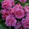 Princess Anne Shrub Rose 6L -PlantEra Shop 621287