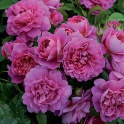 Princess Anne Shrub Rose 6L