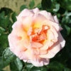 Compassion Climbing Rose - 4 Ltr Pot 2 Compassion Climbing Rose - 4 Ltr Pot -PlantEra Shop 660677