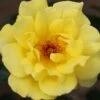 Golden Showers Climbing Rose 4L -PlantEra Shop 660678