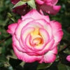 Handel Climbing Rose - 4 Ltr Pot 1 Handel Climbing Rose - 4 Ltr Pot -PlantEra Shop 660679
