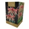 Amaryllis Sumatra Gift Pack -PlantEra Shop 666426