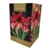 Amaryllis Ruby Star Indoor Growing Kit -PlantEra Shop 666427