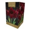 Amaryllis Black Pearl Gift Pack -PlantEra Shop 666429
