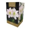 Amaryllis Picotee -PlantEra Shop 666430