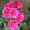 Starlight Express Climbing Rose - 4 Ltr Pot 1 Starlight Express Climbing Rose - 4 Ltr Pot -PlantEra Shop 667491