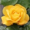 Arthur Bell Floribunda Rose -PlantEra Shop 677655