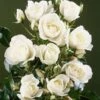 Iceberg Floribunda Rose - 3 Ltr Pot 1 Iceberg Floribunda Rose - 3 Ltr Pot -PlantEra Shop 677664