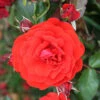 Trumpeter Floribunda Rose - 3 Ltr Pot -PlantEra Shop 677677