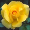 My Lovely Mum Floribunda Rose - 3 Ltr Pot -PlantEra Shop 677703