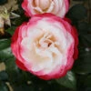 Nostalgia Floribunda Rose - 3 Ltr Pot 2 Nostalgia Floribunda Rose - 3 Ltr Pot -PlantEra Shop 677714