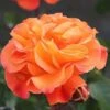 Precious Amber Floribunda Rose - 3 Ltr Pot -PlantEra Shop 677719