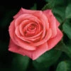 Showtime Floribunda Rose - 3 Ltr Pot -PlantEra Shop 677730