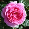 Mum In A Million Floribunda Rose - 3 Ltr Pot 1 Mum In A Million Floribunda Rose - 3 Ltr Pot -PlantEra Shop 677746