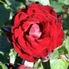 Dublin Bay Climbing Rose - 4 Ltr Pot -PlantEra Shop 677764