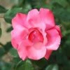 Galway Bay Climbing Rose - 4 Ltr Pot -PlantEra Shop 677767