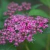 Spiraea 'Double Play Artist' -PlantEra Shop 702468