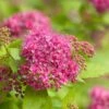 Spiraea 'Double Play Gold' -PlantEra Shop 702469